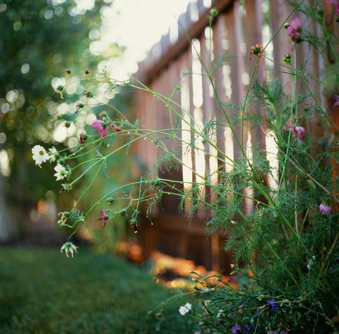 Backyard wildflowers, Montana