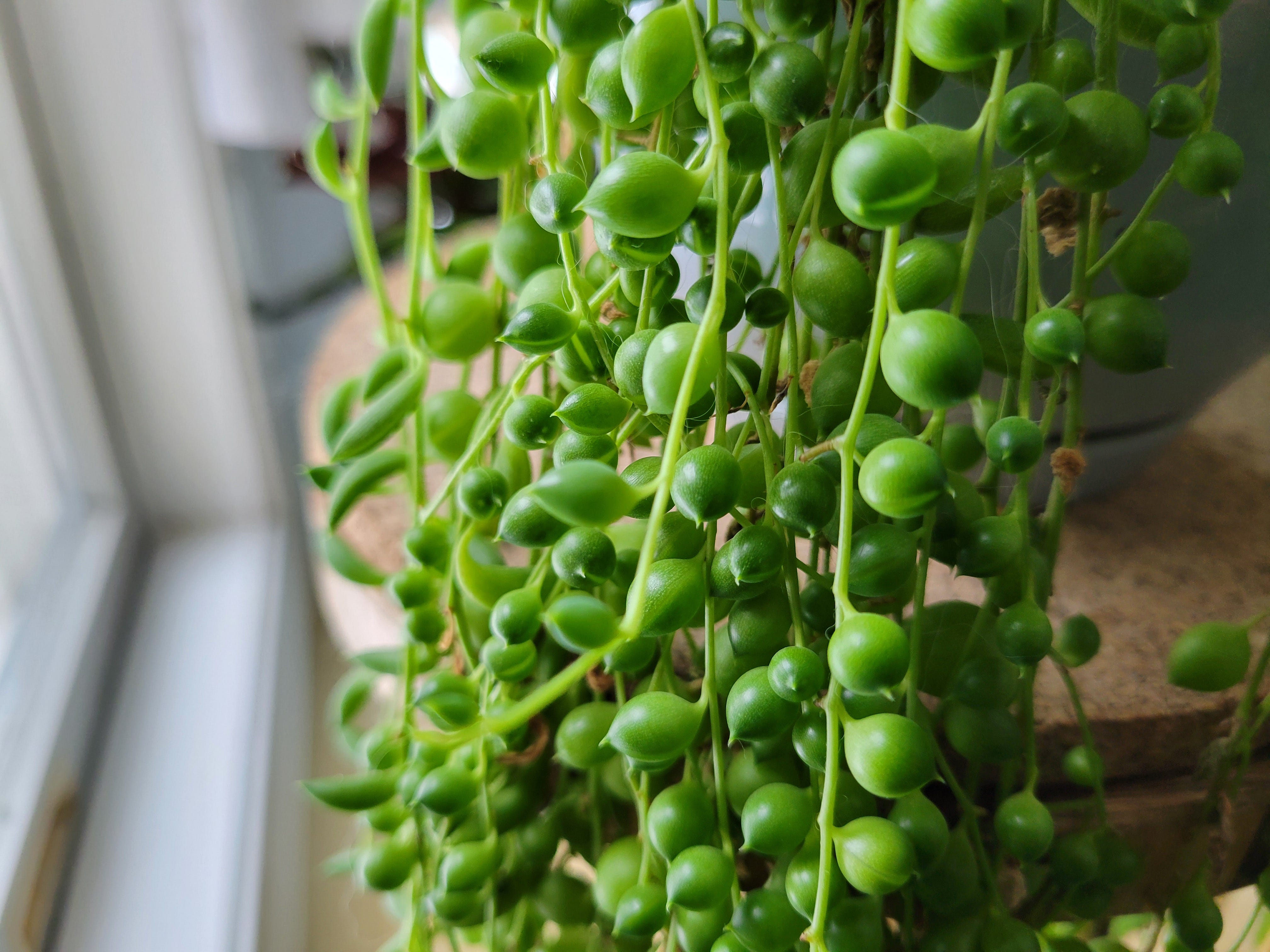 Love Pearls? Have We Got an Easy-Care Houseplant for You!