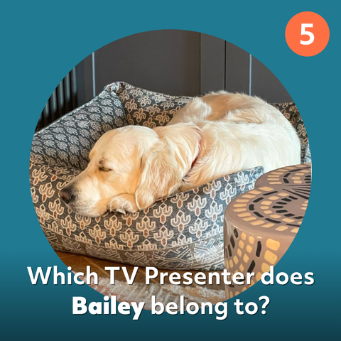 bailey dog ​​quiz