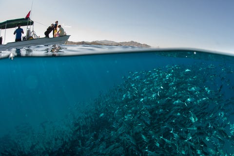 Underwater Photos To Celebrate World Oceans Day Beautiful Sea Life Photos