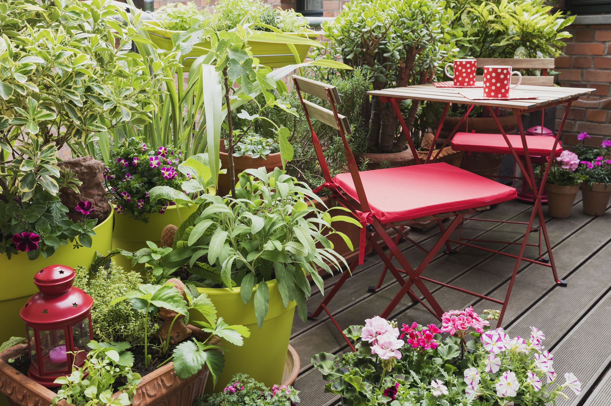 18 Best Balcony Plants   Apartment Balcony Plant Ideas
