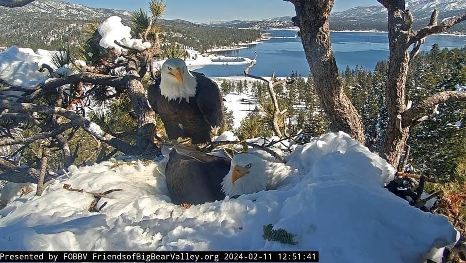 This Bald Eagle Nest Cam in California's Big Bear Valley Will Melt Your Heart