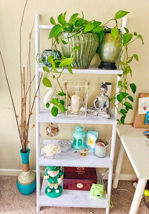 Green, Room, Furniture, Houseplant, Shelf, Interior design, Table, Plant, Living room, Flower, Green, Room, Furniture, Houseplant, Shelf, Interior design, Table, Plant, Living room, Flower,