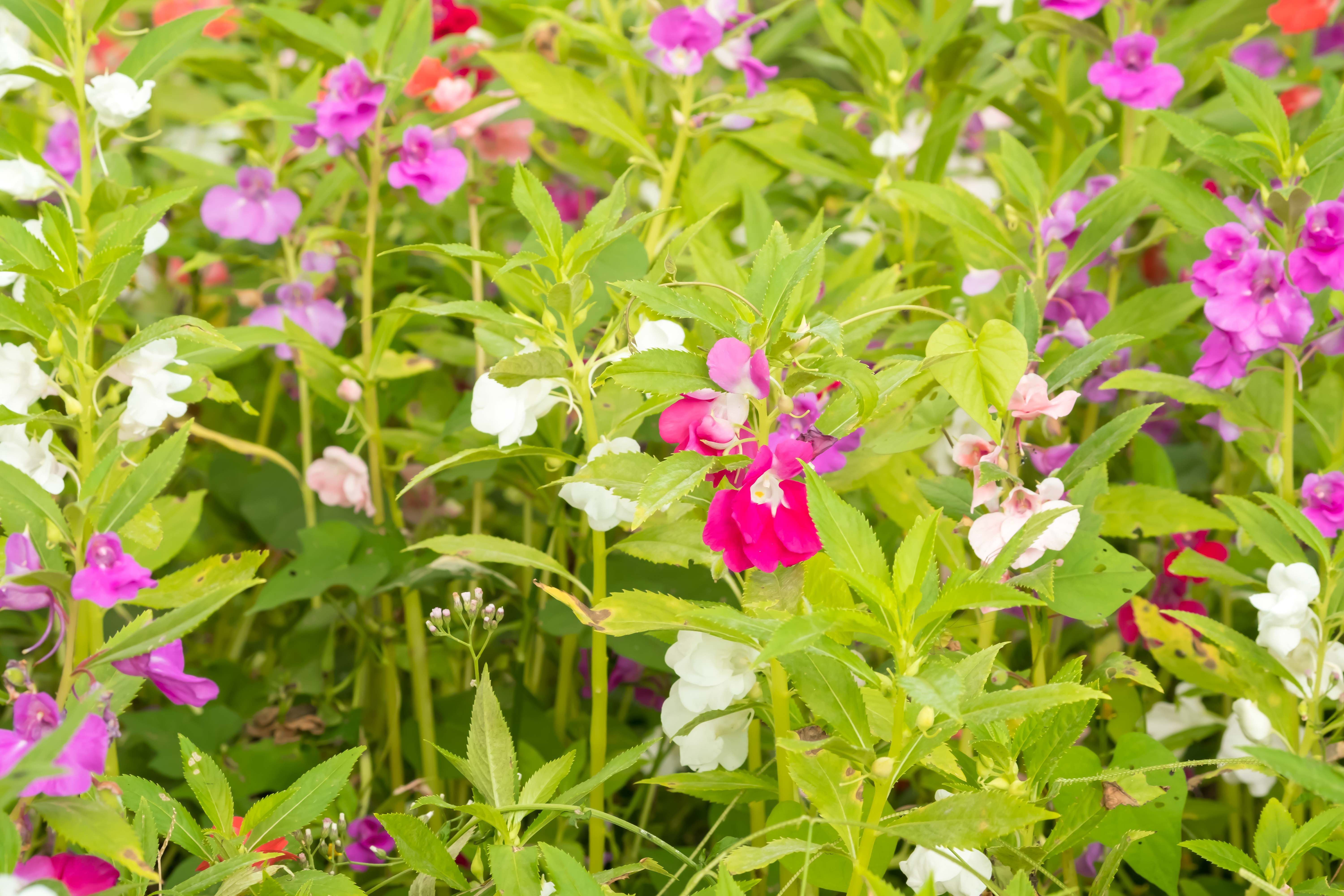 20 Best Annuals For Shade - Plants & Flowers For Low-Light Gardens