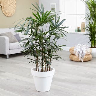 10 Best Air Purifying Plants For The Home