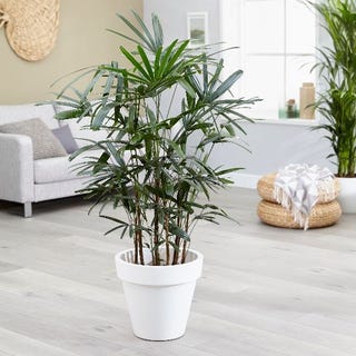10 Best Air Purifying Plants For The Home Air Purifying Plants
