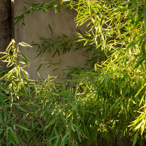 bamboo green plant in the bright sunlight growing outdoors