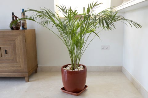 Best Air Purifying Plants For The Home