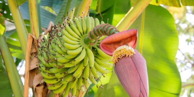 Цветок тропический комнатный банана