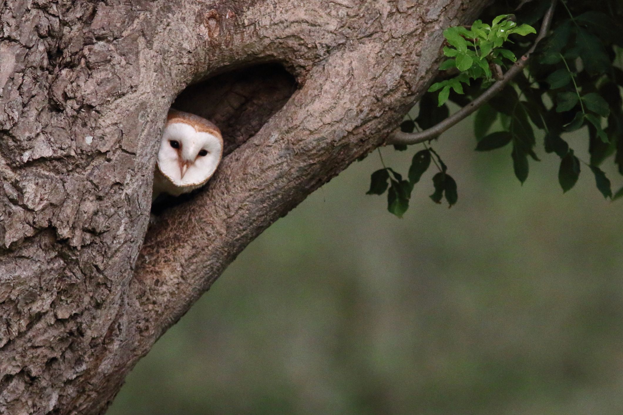 rspb barn owl cam