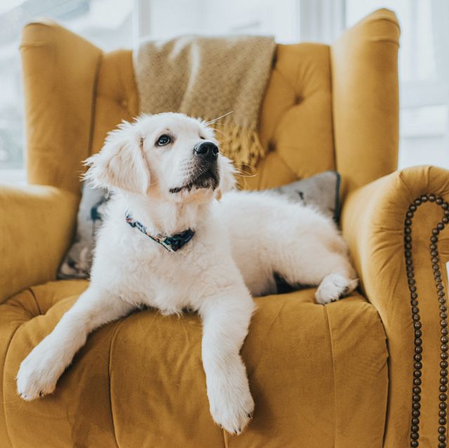 A 12-Week-Old Golden Retriever Puppy In A Domestic Environment. He Lies Down On A Yellow Chair For Imitation