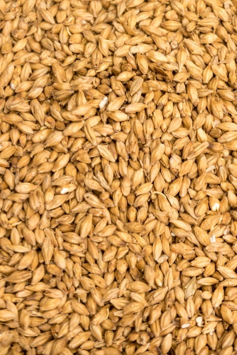 Barley malt close-up Barley malt close-up