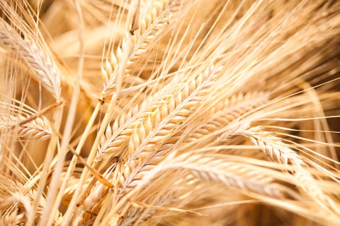 Barley