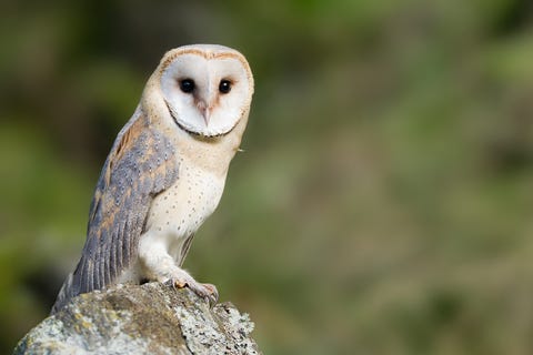 How To Attract Owls Your Yard Install An Owl Box How To Attract Owls Your Yard