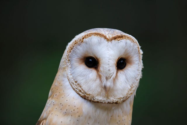 Barn owl portrait