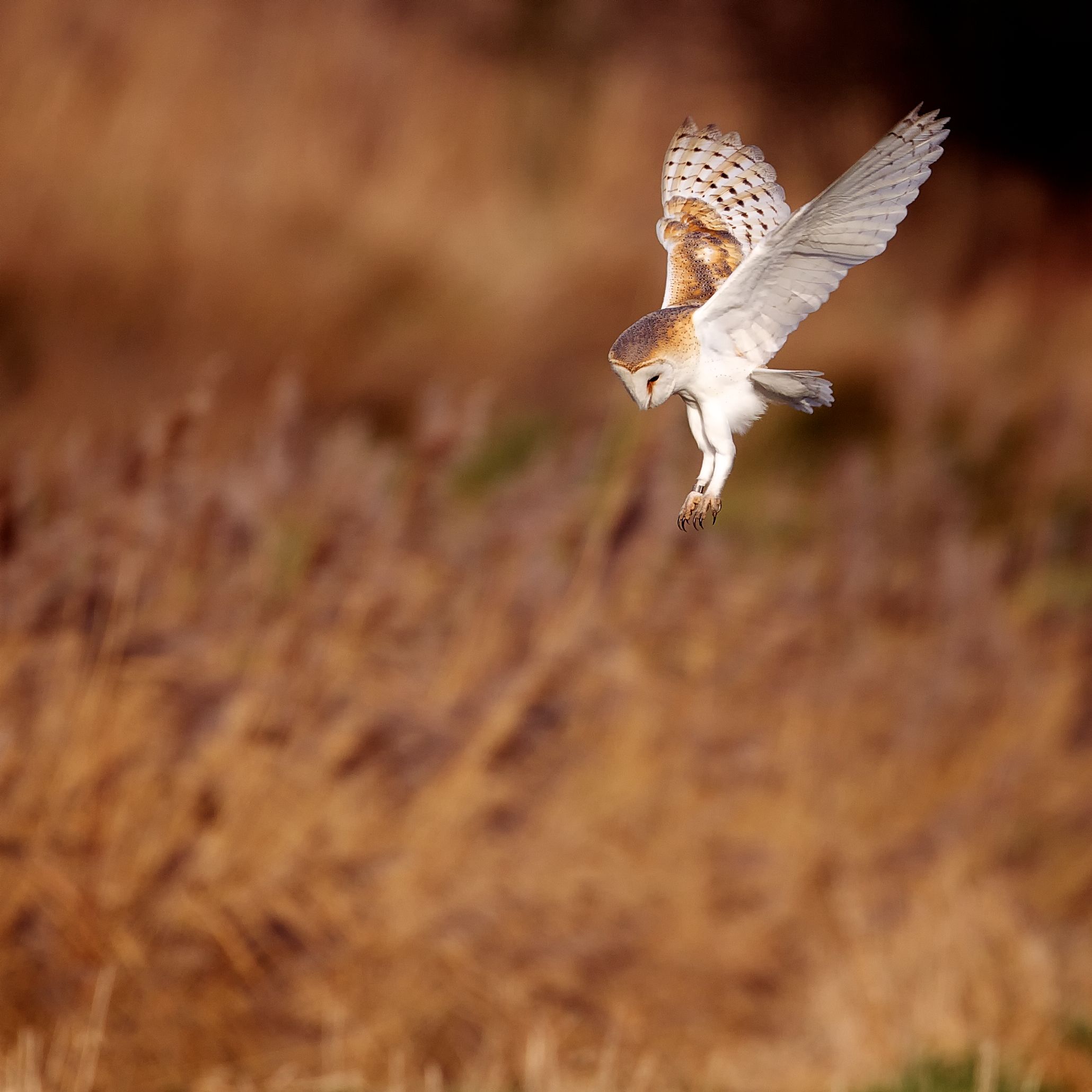 rspb barn owl cam