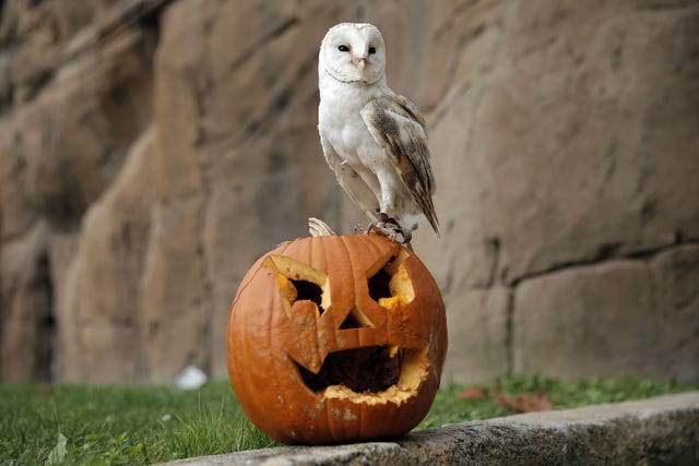 TOPSHOT-ITALY-ANIMAL-ZOO-HALLOWEEN