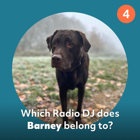 barney dog ​​quiz