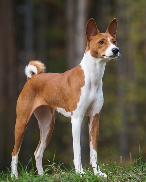 hound dog breeds basenji