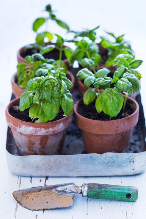 Flowerpot, Plant, Flower, Basil, Herb, Houseplant, Leaf, Oregano, Flowering plant, Marjoram, 