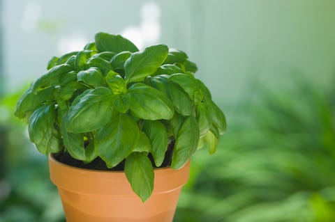 basilicum in plantenpot, close up