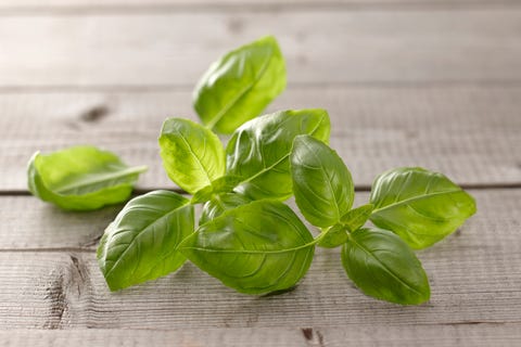 Basil - How to Grow Herbs Indoors Basil - How to Grow Herbs Indoors