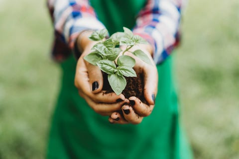 holding a basil plant with bare hands detail on the hands