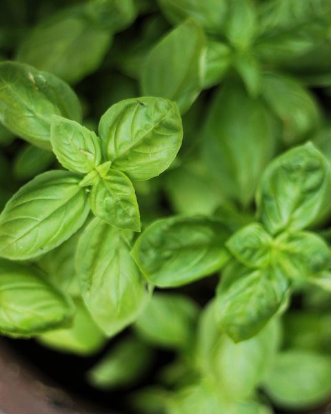 directly above shot of healthy young basil growing in the pot