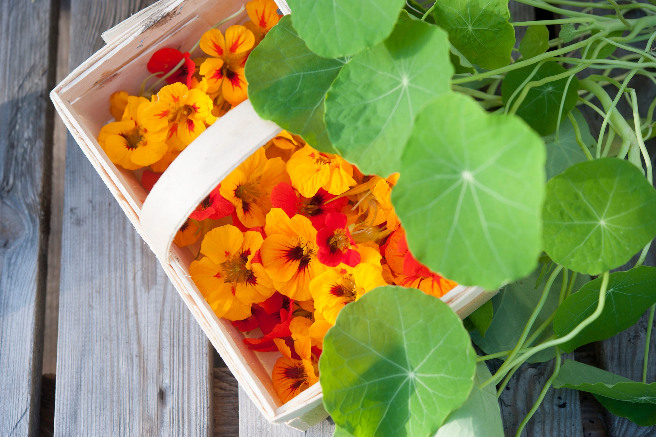 Want an Easy-Care Plant in Your Garden? You Need Nasturtiums