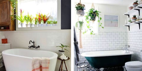 Bathroom Plants Inspiration How To Hang Plants In Your Shower