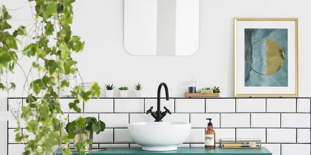 Plants That Thrive In The Bathroom