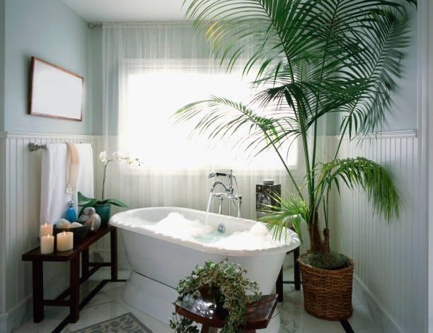 Turn Your Bath Into an Indoor Oasis with These Plants