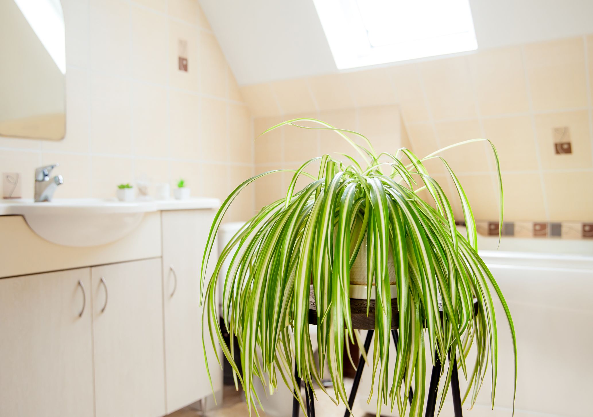 dark bathroom plants