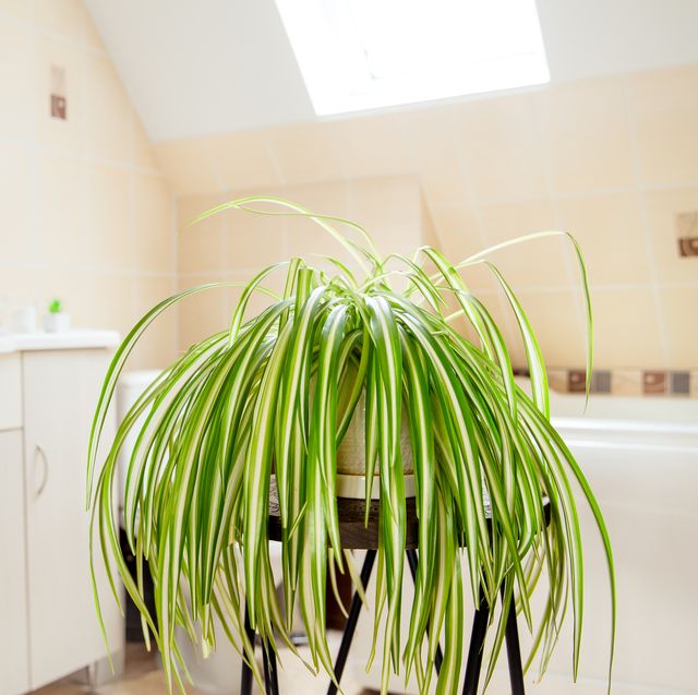 Bathroom Plants 22 Best For, Plants For Dark Windowless Bathroom