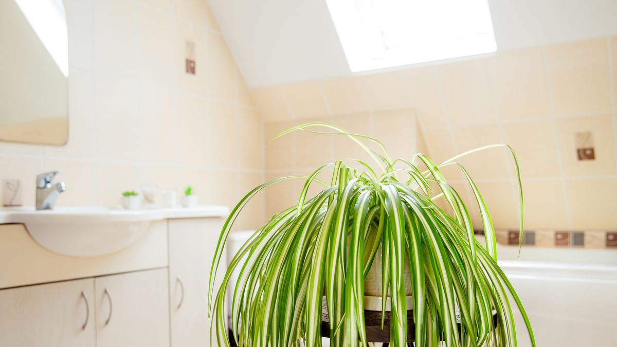 Bathroom Plants – 22 Plants For Your Bathroom