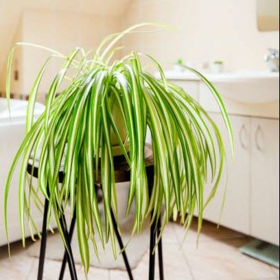 spider plant in the bathroom