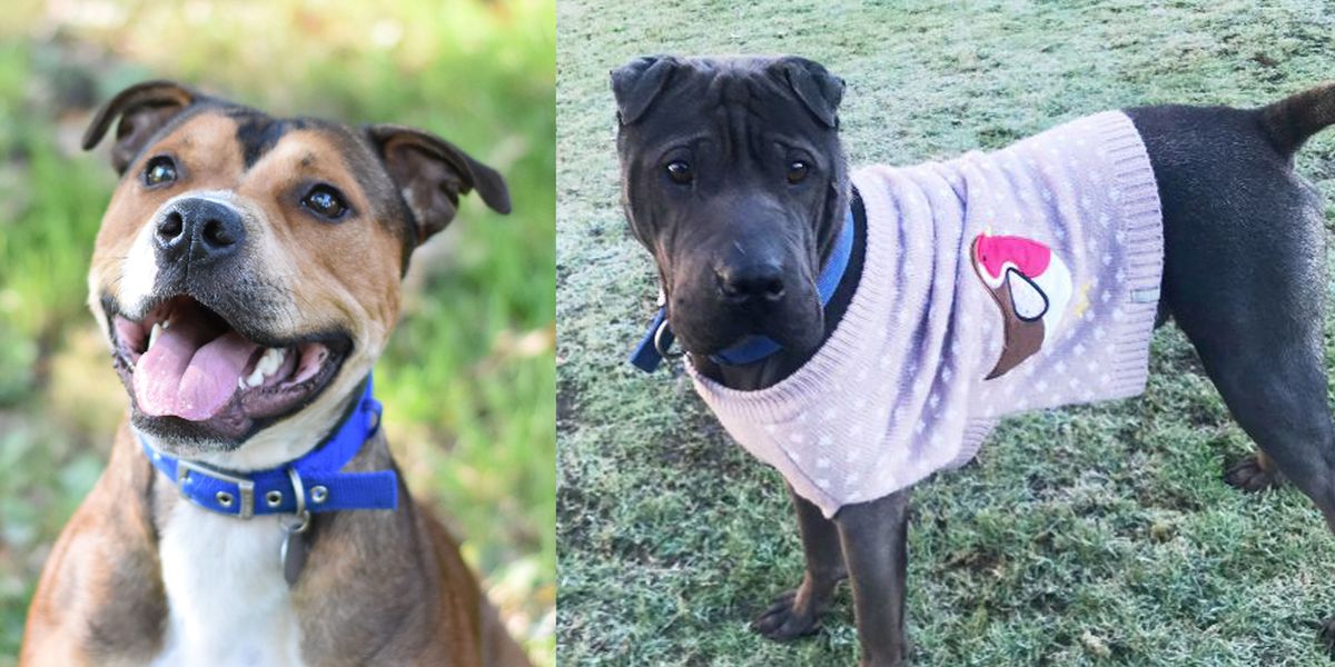 Dog Adoption Help give these Battersea Dogs & Cats Home dogs a new