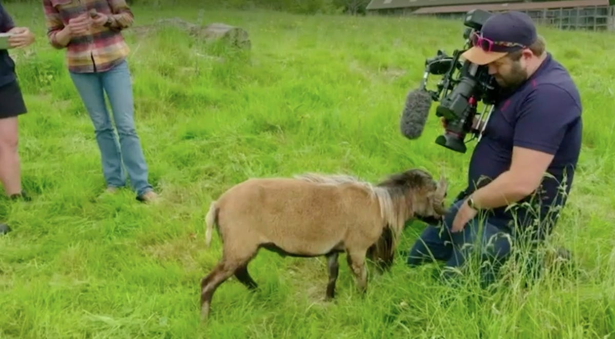 BBC cameraman gets hit in the nuts by sheep in painful attack