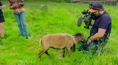 BBC cameraman gets hit in the nuts by sheep in painful attack