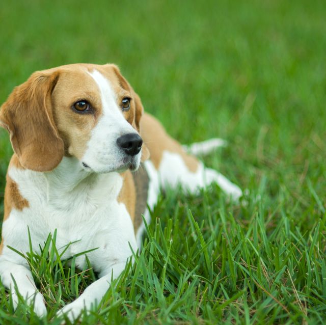Beagle dog on the lawn