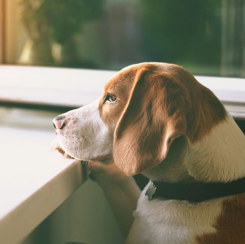 5 Signs Your Dog Is Lonely — How You Can Help