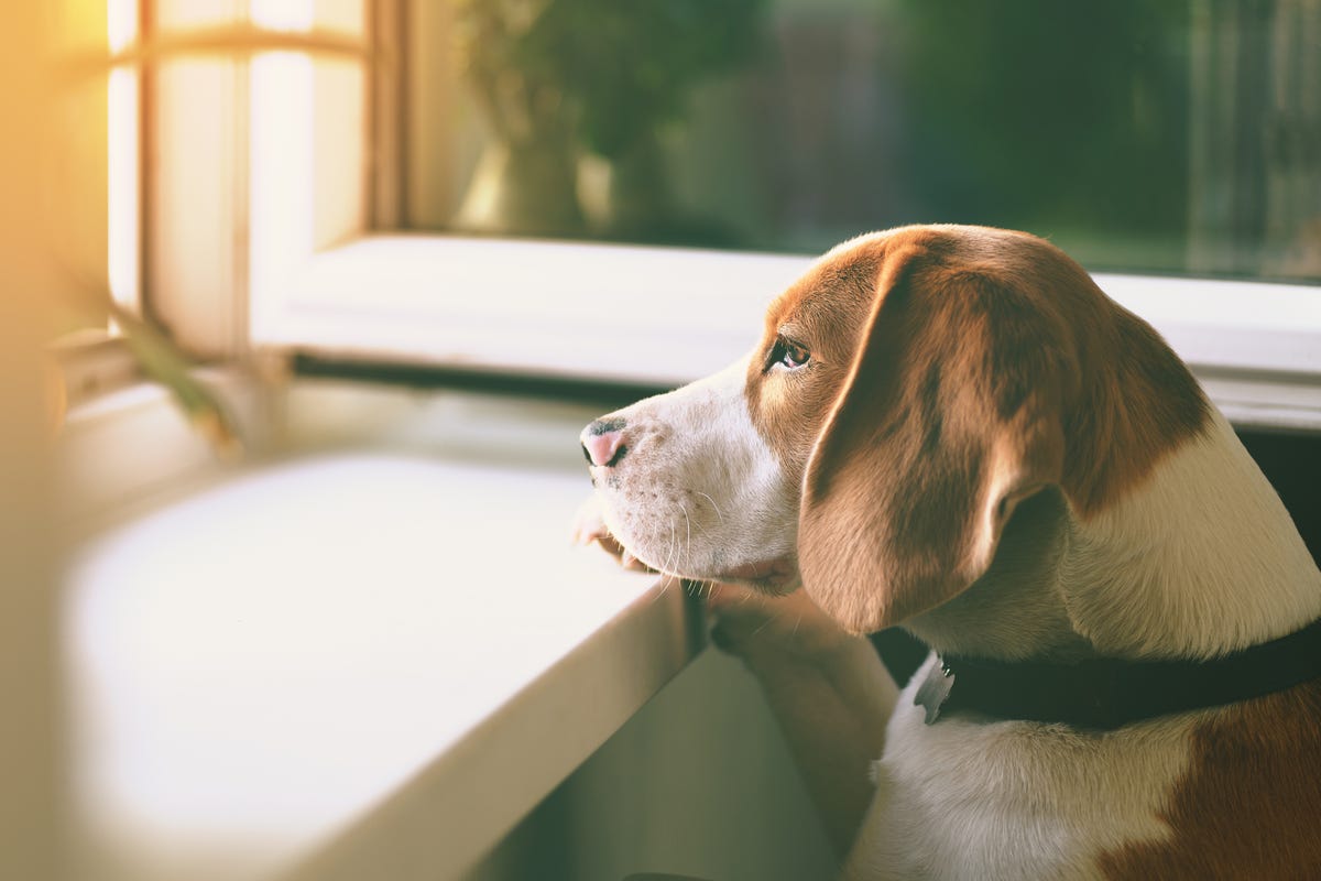 5 Signs Your Dog Is Lonely How You Can Help