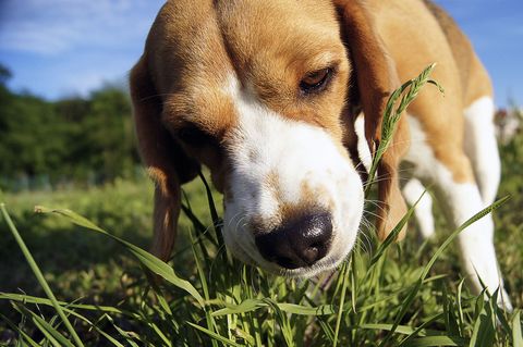 Why Do Dogs Eat Grass Common Reasons And Safety Advice
