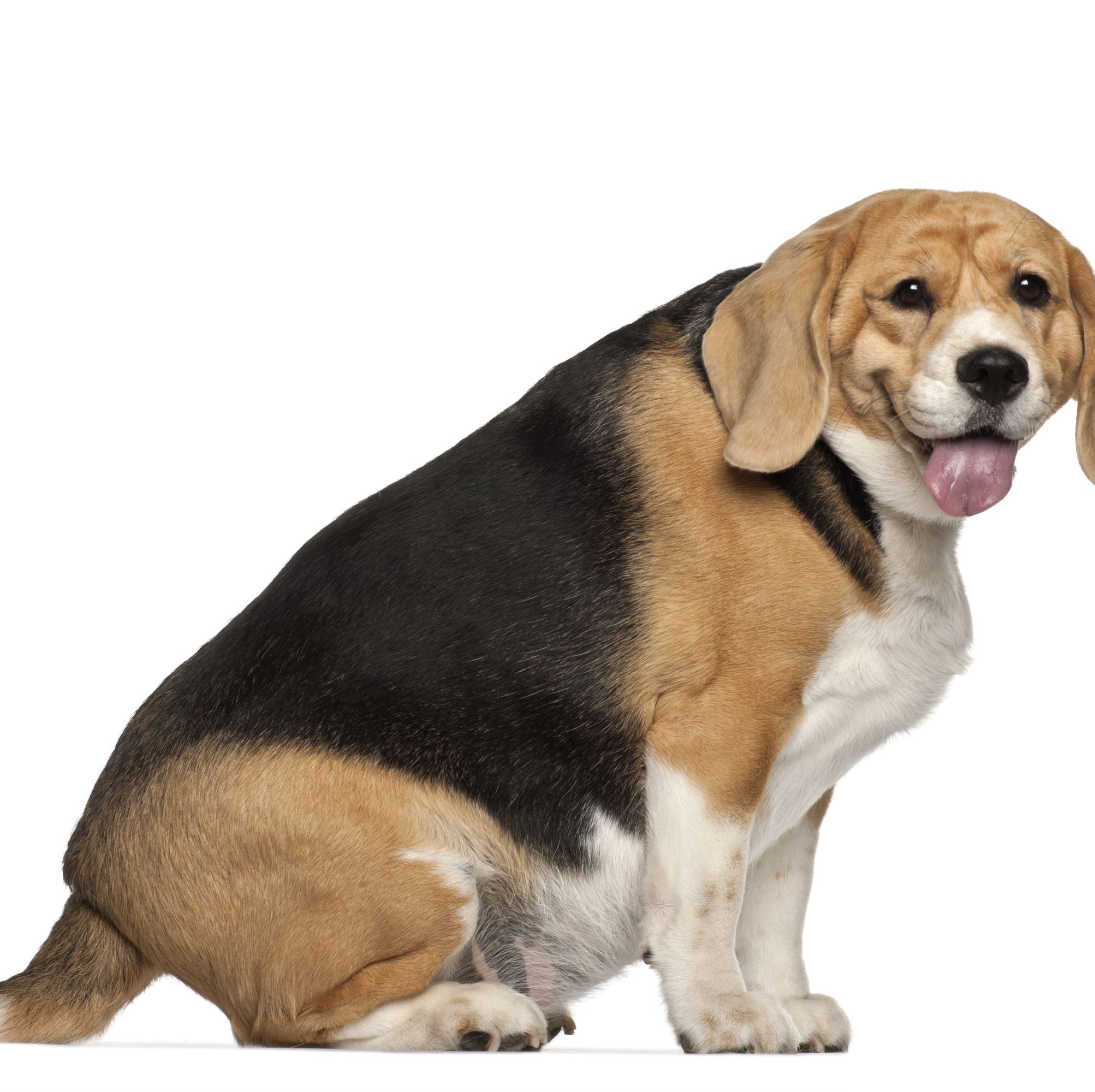 how much does the worlds fattest dog weigh