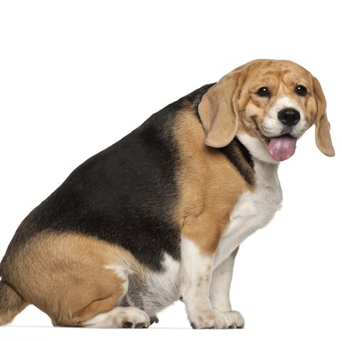 beagle   fattest dogs