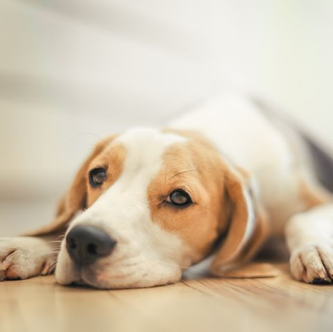 Beagle Puppy Sleep