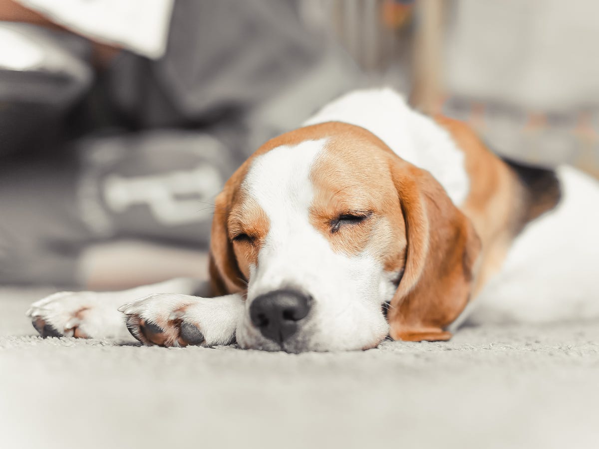 5 Dog Sleeping Positions And What They Mean