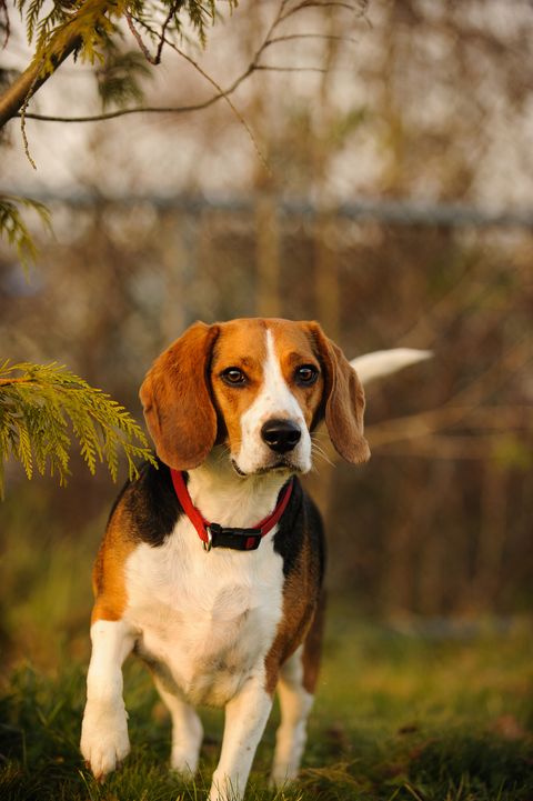 beagle dating site)