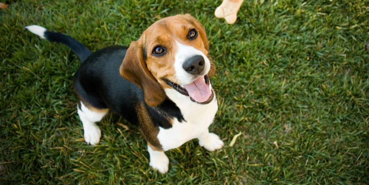 7 Essential Dog Commands - How to Train a Puppy to Sit, Stay, and More
