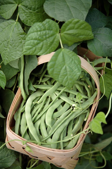 basket of fresh picked green beans